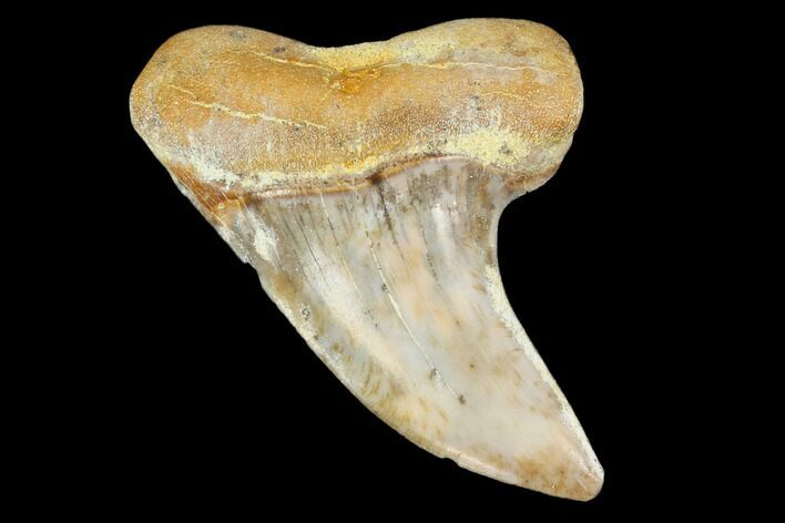 Colorful Mako/White Shark Tooth Fossil - Sharktooth Hill, CA #113901